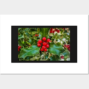 Christmas Holly Plant Posters and Art